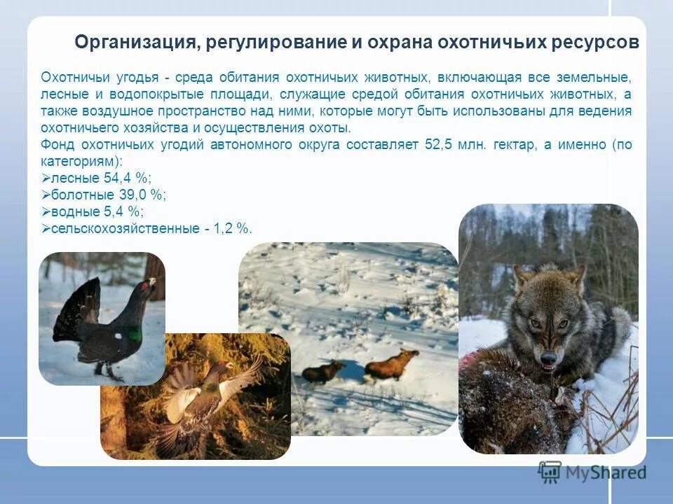 Уничтожение мест обитания животных. Мониторинг животного мира. Среда обитания охотничьих животных. Животные в вырубленном лесу. Сохатый лось байкал.