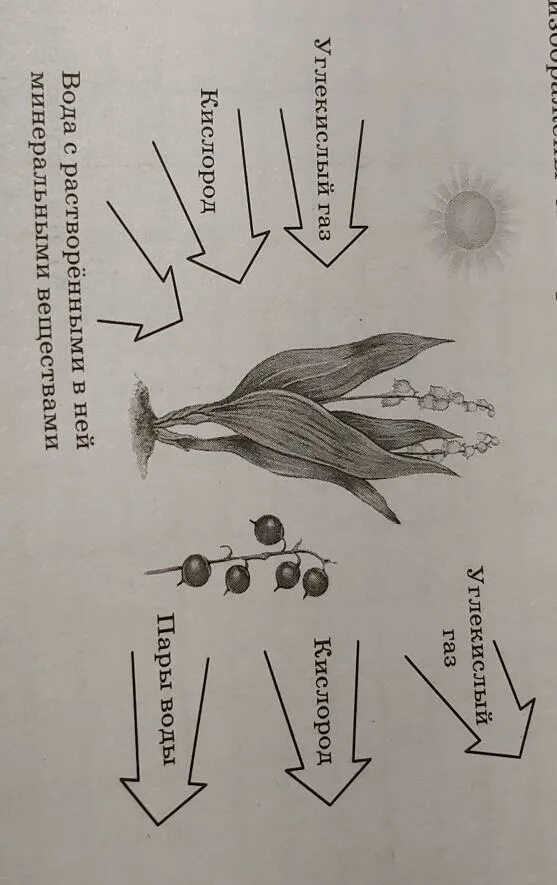 На рисунке изображены связи растения
