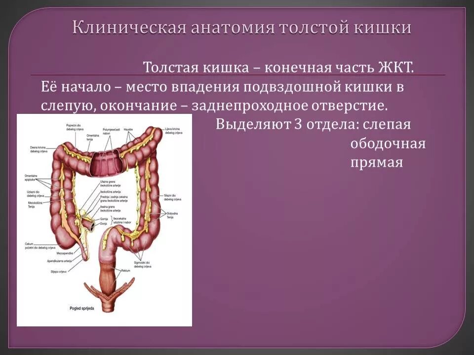 Мкб слепой кишки. Операции на толстом кишечнике. Анатомия толстой кишки. Операция на толстый кишечник.