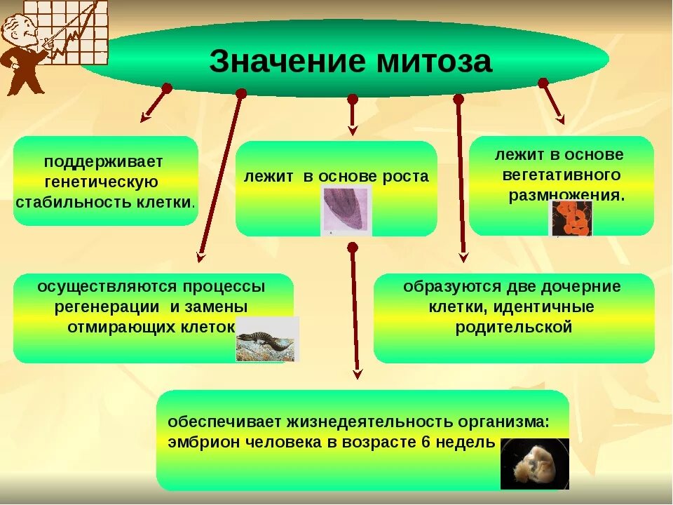 Биологическое значение митоза. Биологическая значимость митоза. Составьте схему иллюстрирующую биологическое значение митоза. Значение митоза. Биологический смысл деления клеток