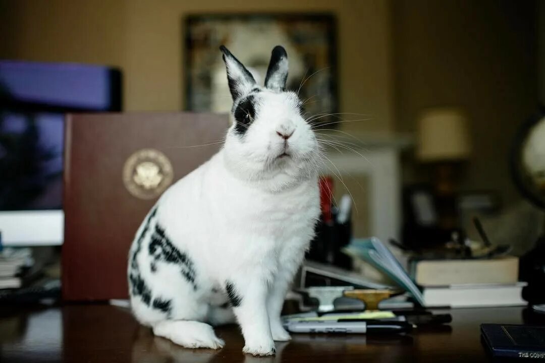 Marlon Bundo. Тот самый кролик. Кролик Джорджио. Кролик в офисе.