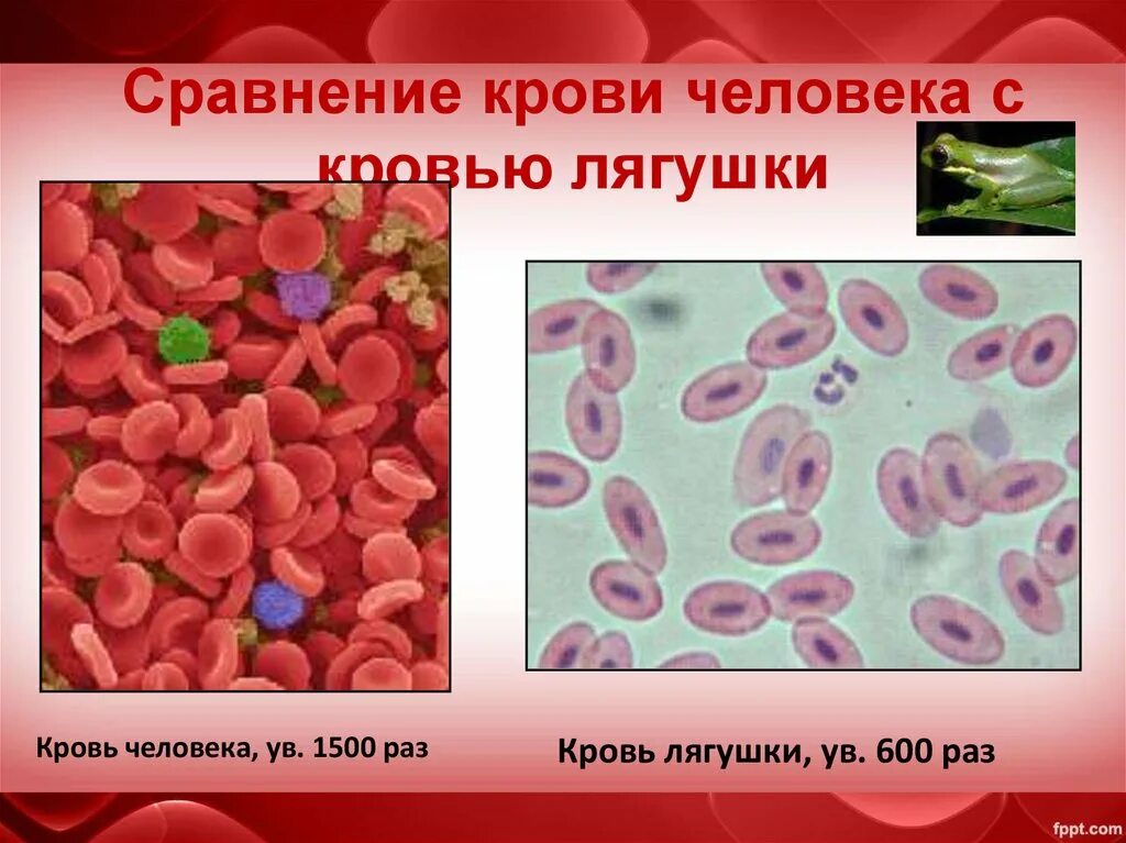 Цитоплазма эритроцитов человека. Строение крови человека. Кровь человека презентация. Лейкоциты в крови лягушки.