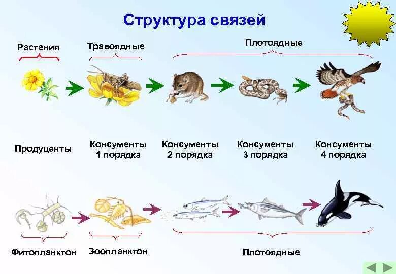 Хищники 1 класс