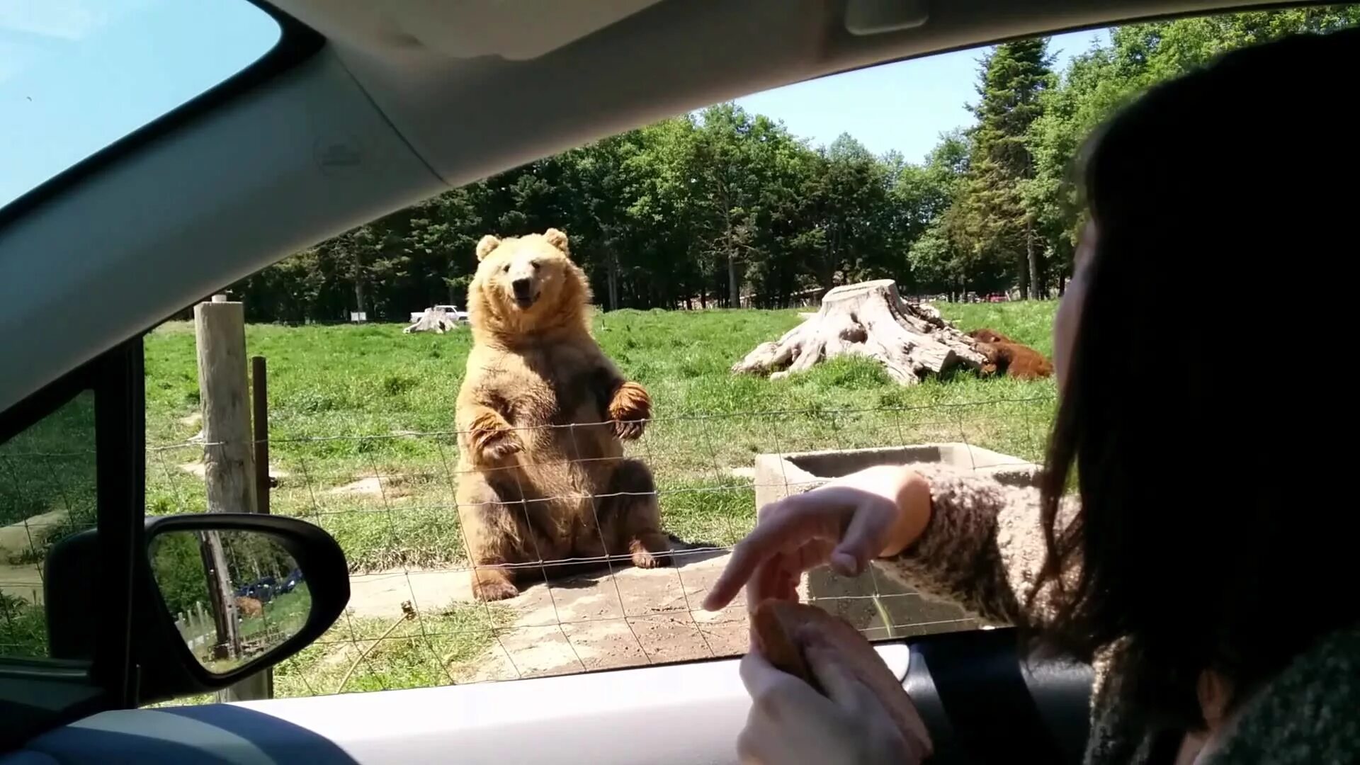 Видео приколы лучшие подборки. Медведь за рулем. Смешные видеоролики. Медведь на дороге. Ютуб приколы.