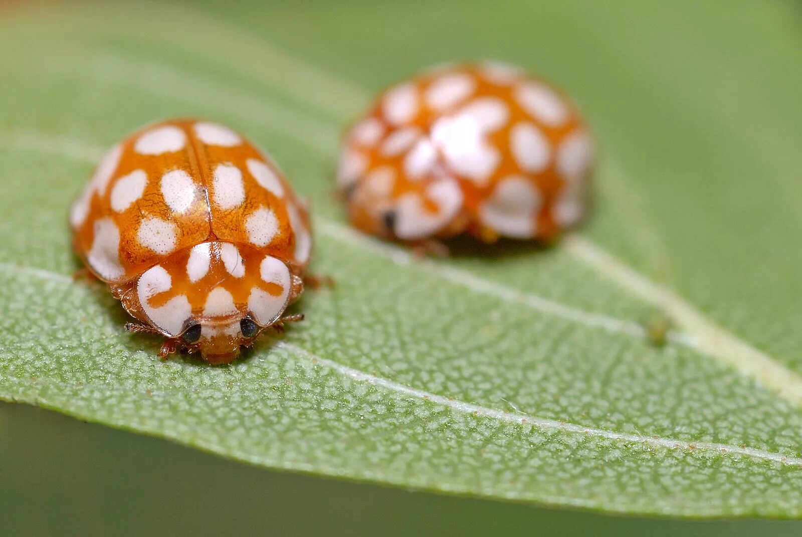 Ladybugs © Marko Zamurovic / Фото дня / Лучшие фотографии