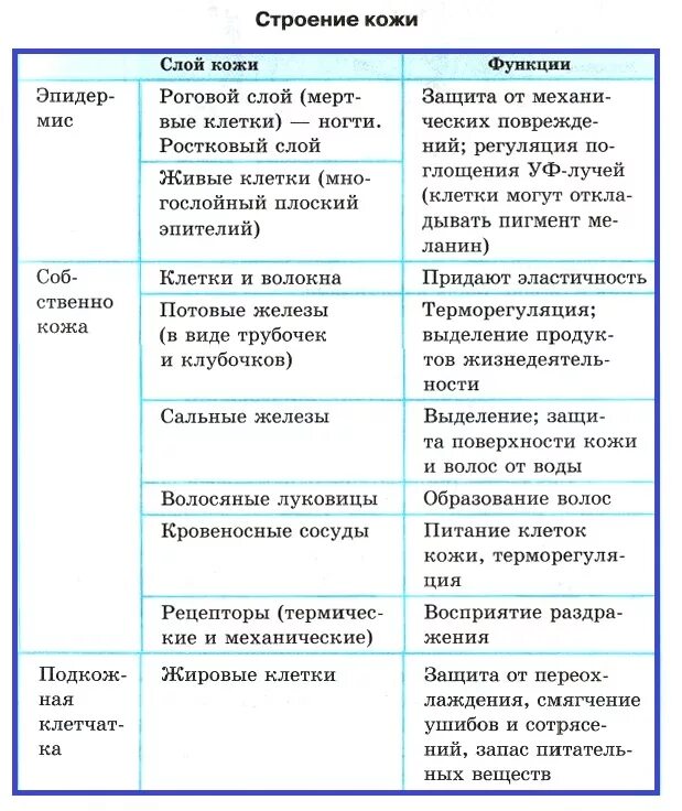 Контрольная работа по биологии покровы тела. Слои кожи строение и функции таблица. Таблица слой кожи особенности строения функции. Слои кожи их строение и функции таблица. Функции слоев кожи человека таблица.