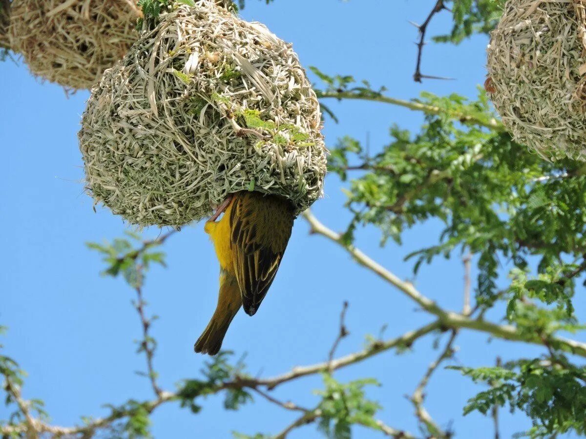 Какие птицы гнездятся. Птичьи гнезда ткачики. Гнездо для птиц.. Гнездо на дереве. Необычные гнезда птиц.
