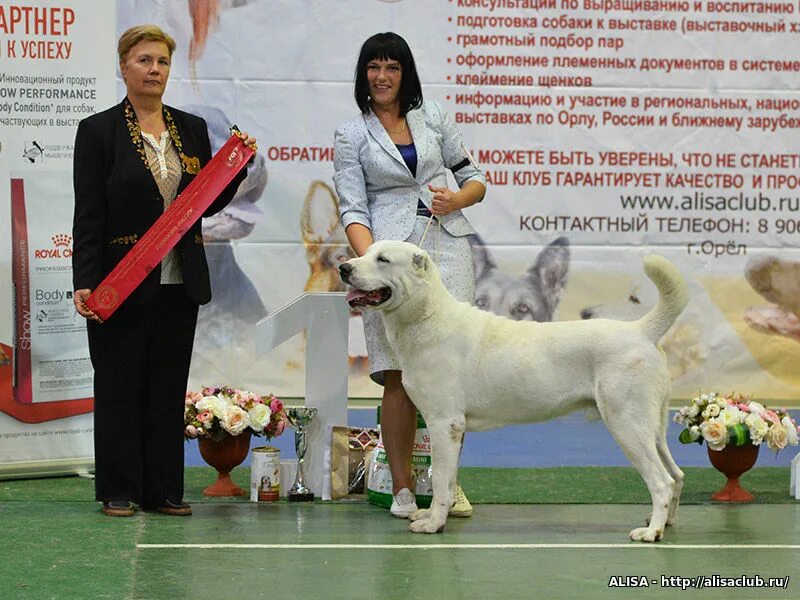 Выставки собак с особым статусом. На выставке собак. Выставка щенков. Международная выставка собак. Награды собак на выставках.