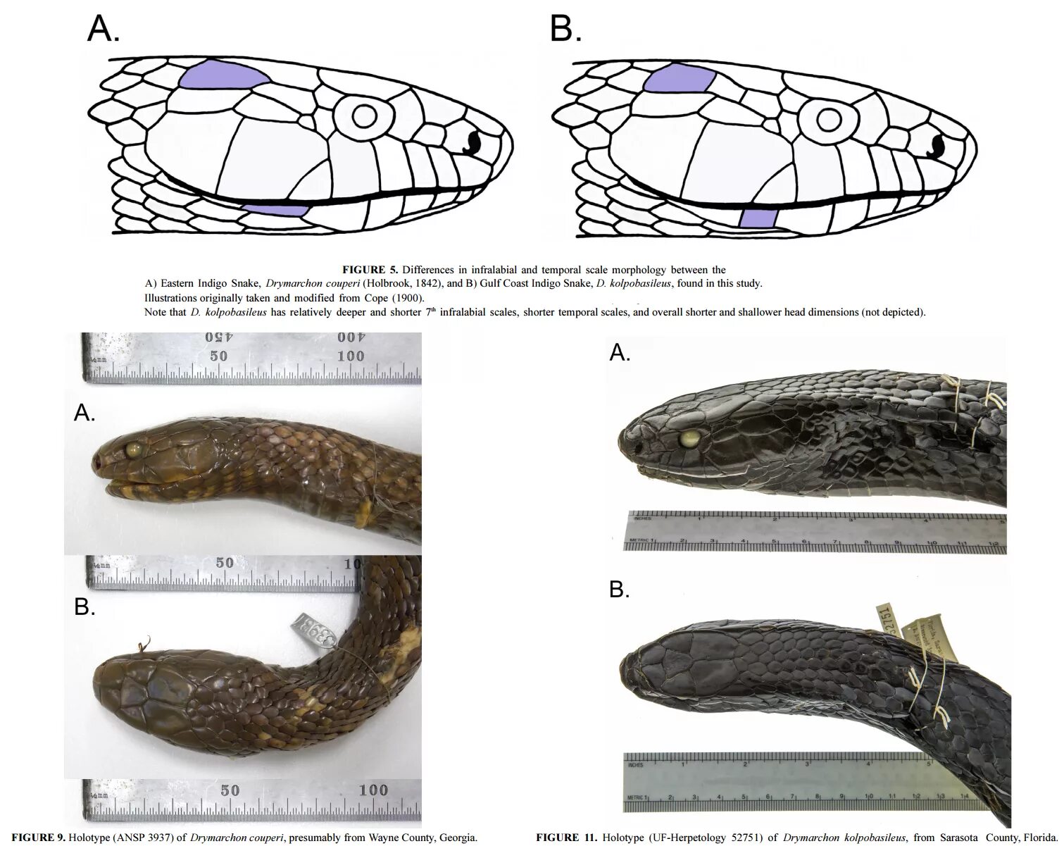 Дримархон. Drymarchon melanurus. New species. Герпетология 2 гельминтология 3 ихтиология 4 энтомология