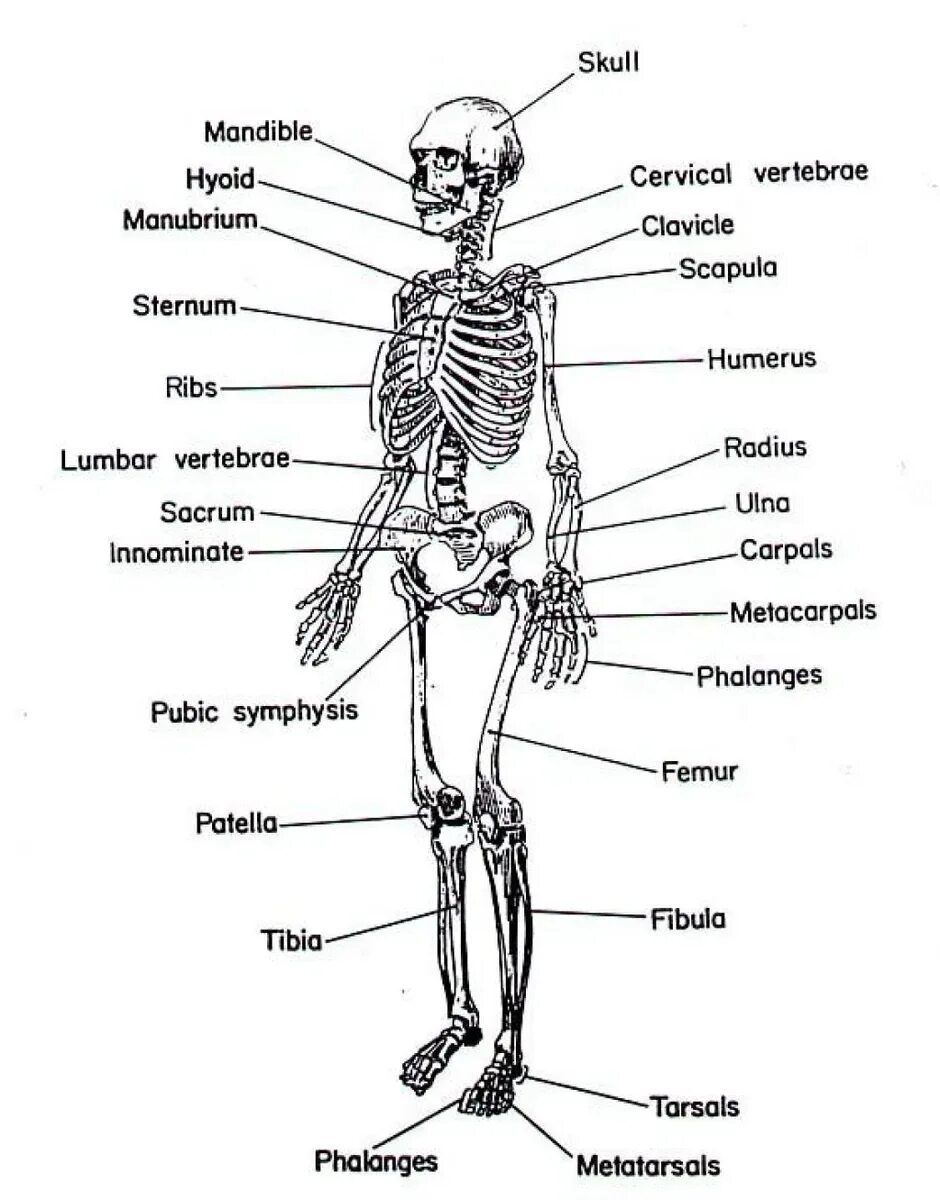 Скелет человека с названием костей на латинском. Скелет человека на английском языке. Скелет человека анатомия на английском. Кости человека анатомия на латыни. Человек латинское название