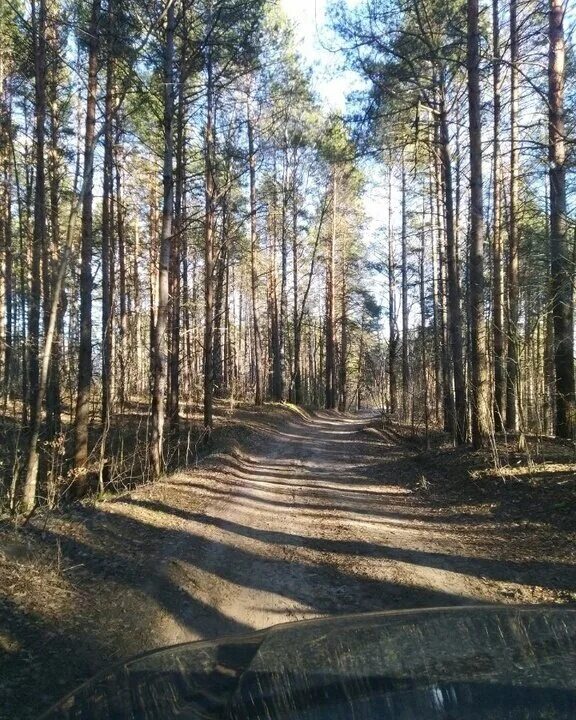 балахнинское лесничество нижегородской