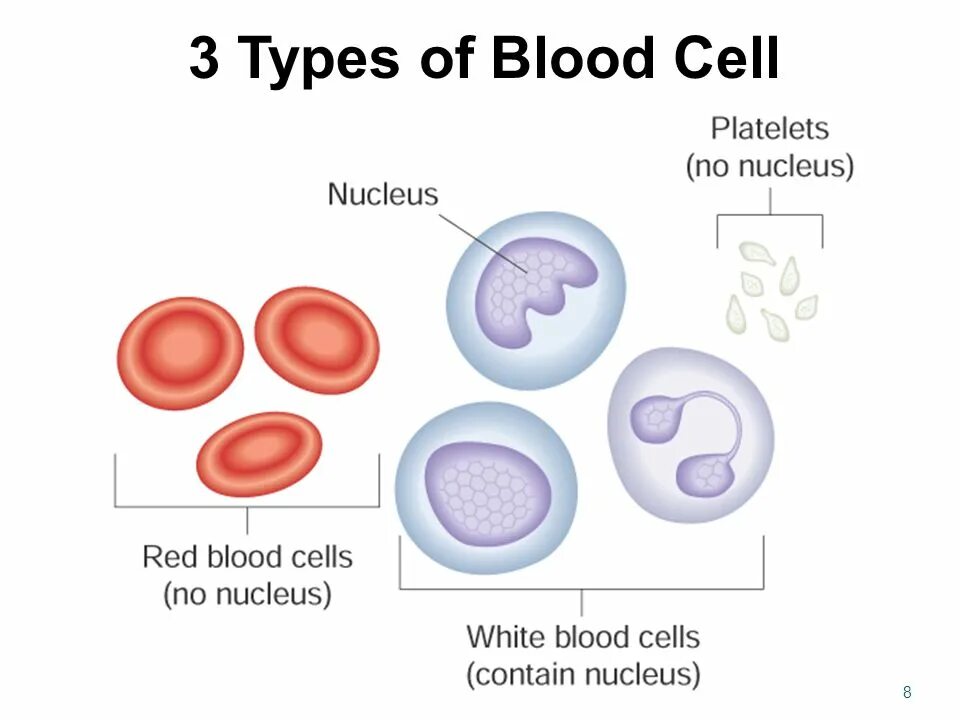 Blood Cells Types. Structure of Blood Cell. Red Blood Cell structure. Blood Cells functions.