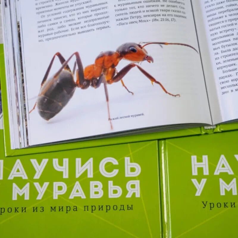Книга про муравья. Книги о муравьях для детей. Книги про муравьев для детей. Муравей с книжкой.