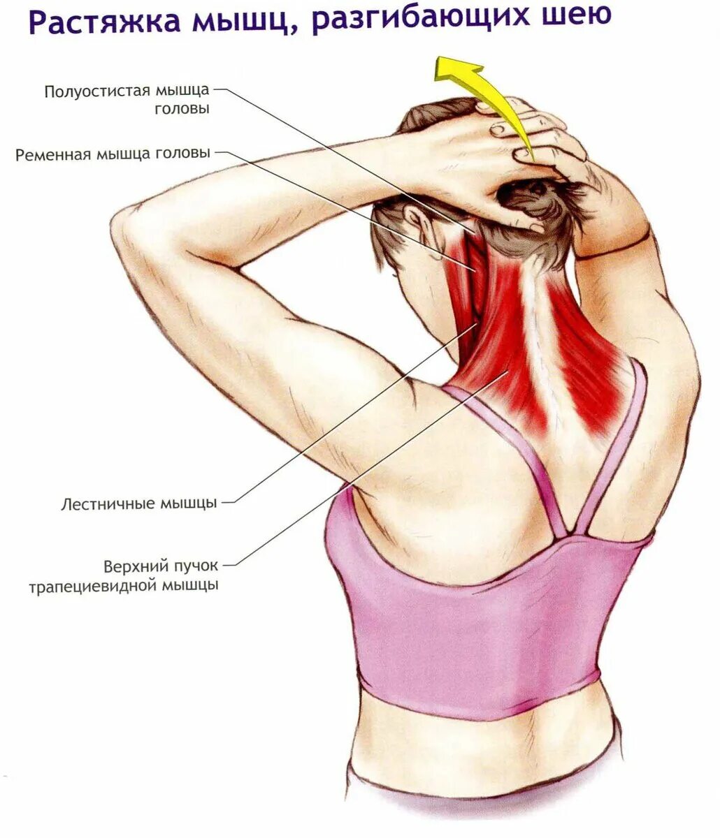 Что делать если сильно тянет. Растяжка мышц разгибающих шею. Растяжка трапециевидной мышцы шеи. Растянуть мышцы шеи. Упражнения для растягивания мышц шеи.