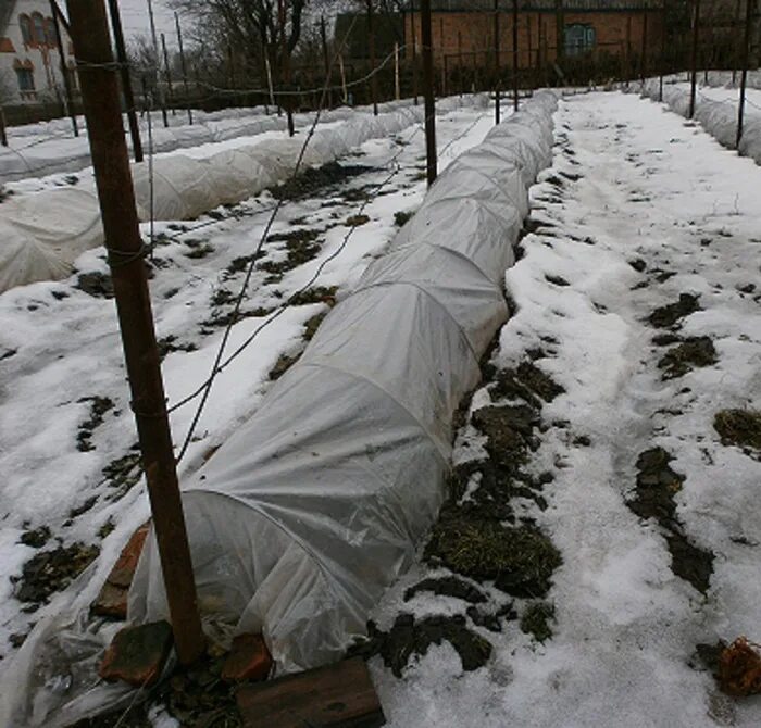 Укрытие винограда спанбондом. Укрытие винограда лапником. Укрытие винограда агроспаном. Укрытие винограда теплоизолом.