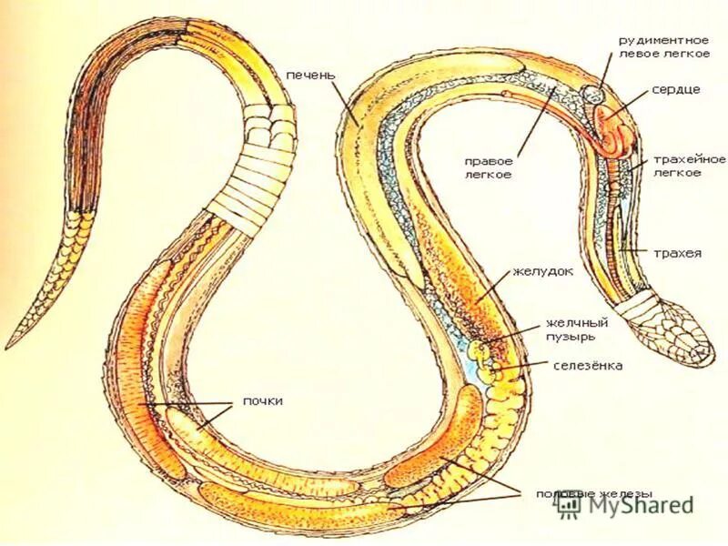 Легкие у змей. Внешнее строение змей. Внутренне строение змеи. Внешнее строение змеи схема. Внутреннее строение гадюки.