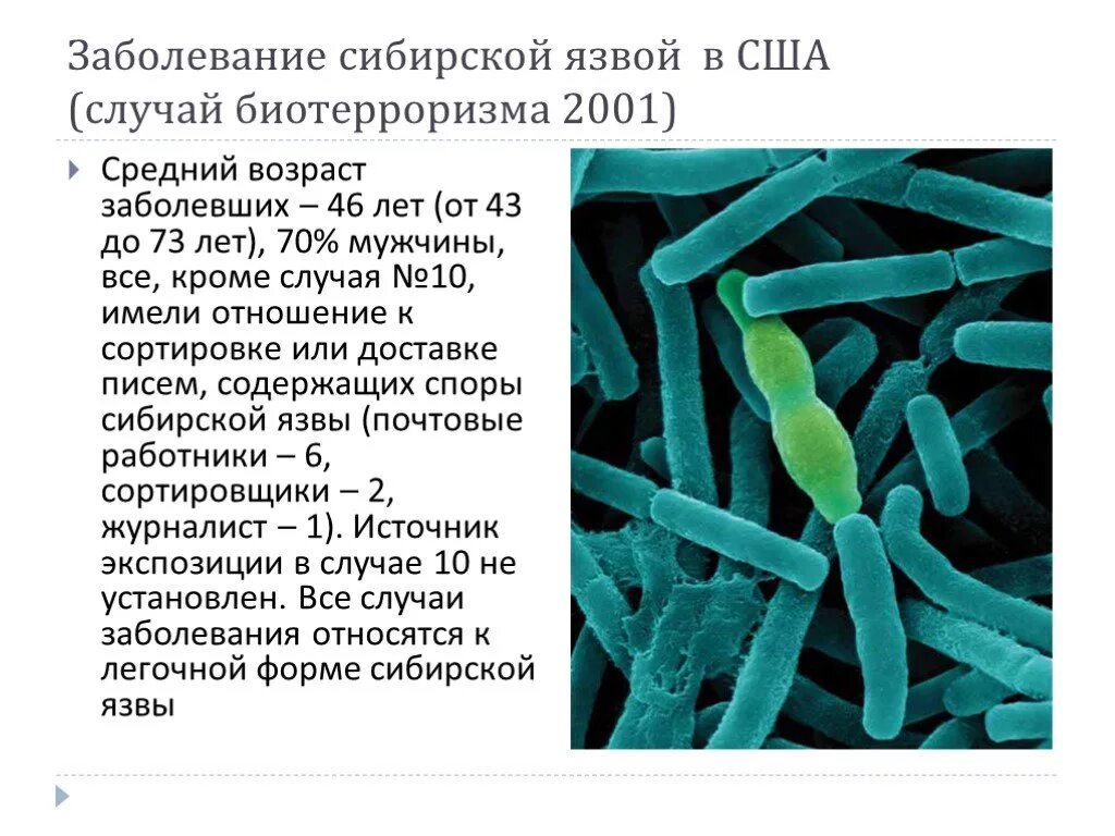 Бактерии образующие споры в неблагоприятных условиях. Форма клетки возбудителя сибирской язвы. Возбудитель сибирской язвы споры. Сибирская язва возбудитель бактерия.