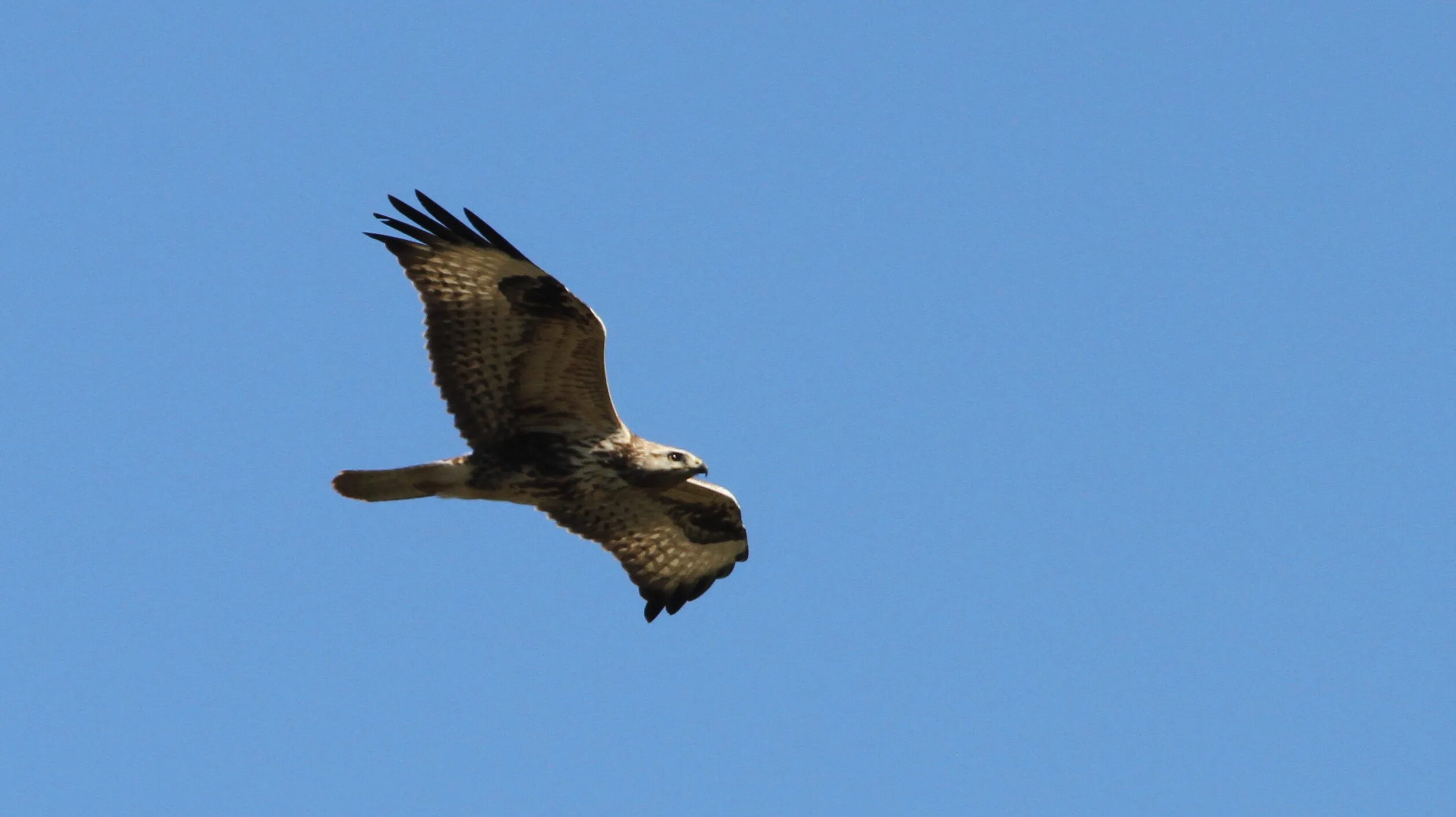 Ястреб канюк. Buteo galapagoensis. Второе имя канюка 5 букв сканворд. Канюк. Птицы уничтожающие грызунов.