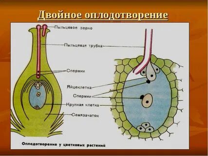 При двойном оплодотворении из центральной