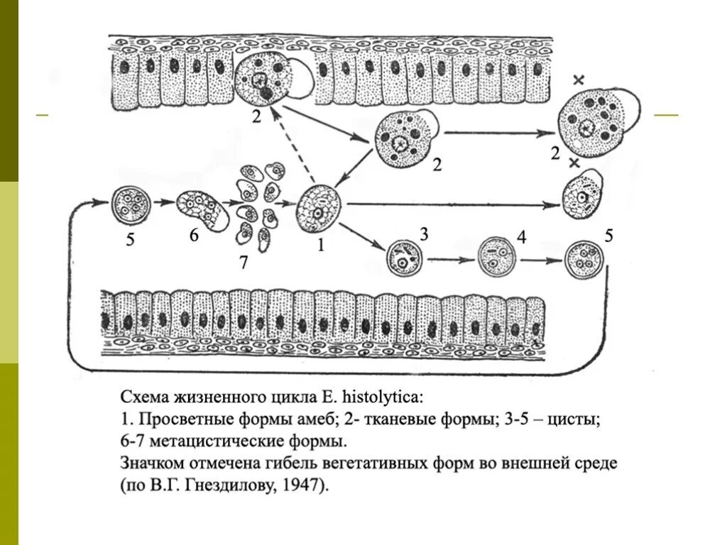 В каком организме происходит развитие дизентерийной амебы. Жизненный цикл дизентерийной амебы схема. Схема жизненного цикла развития дизентерийной амебы. Цикл развития дизентерийной амебы схема. Цикл развития Entamoeba histolytica схема.