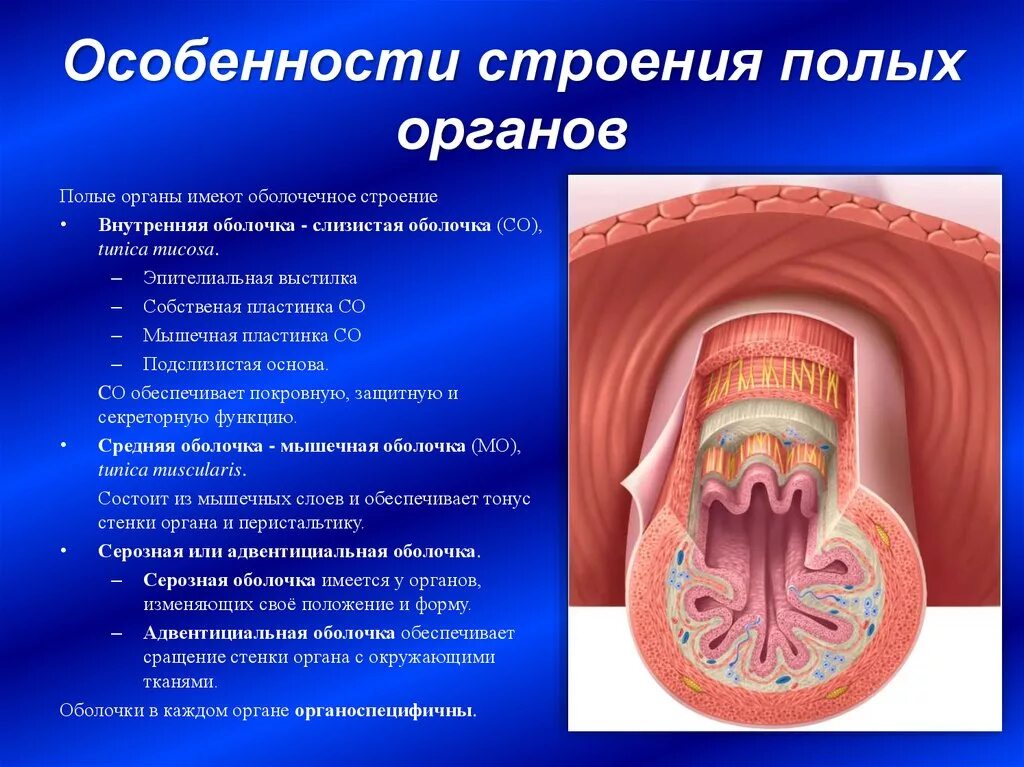 Какую функцию имеет оболочка. Строение стенки полых органов пищеварительной системы. Слизистая оболочка подслизистого слоя. Стенка полого органа анатомия. Внутренняя оболочка полых органов.