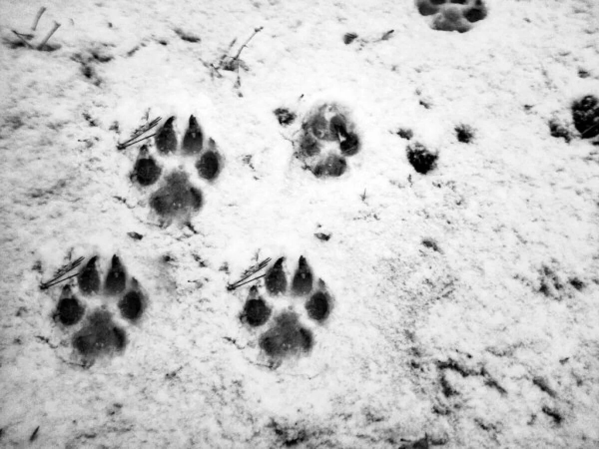 Фото следа волка на снегу и собаки. След лапы волка. След волка на земле. След волка и собаки. Волчьи следы на снегу.