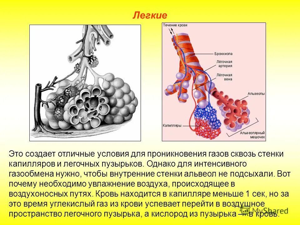 Альвеолы. Капилляры альвеол. Альвеолы это лёгочные пузырьки. Альвеолы и капилляры в легких.