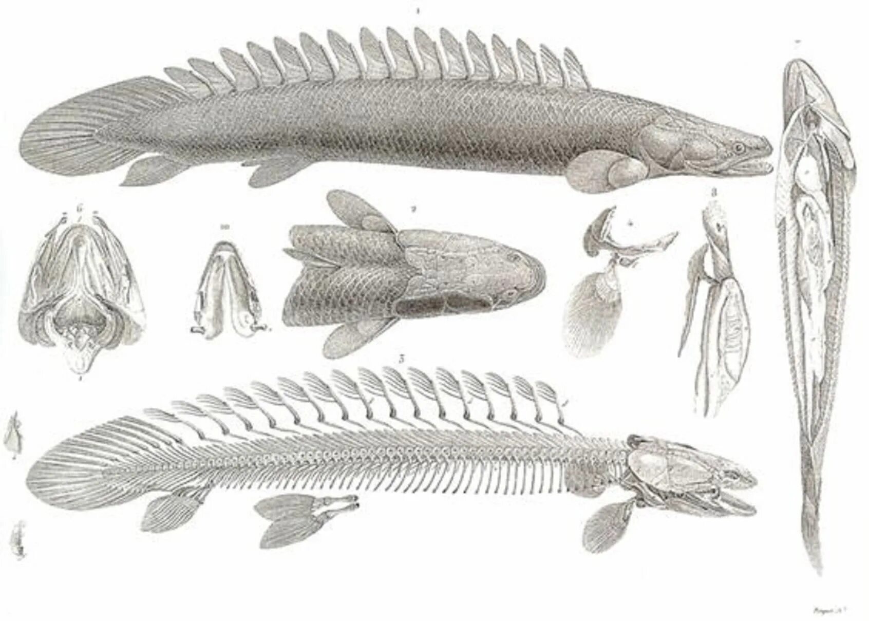 Назовите черты строения наиболее древних рыб. Подкласс кистеперые рыбы. Кистеперые рыбы интересные факты. Отряд кистеперые характеристика. Первые наземные позвоночные.
