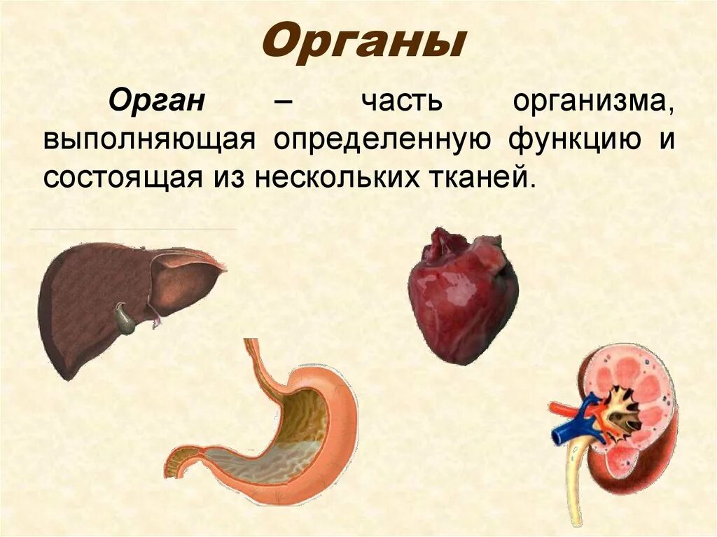 Органы живых организмов. Органный уровень организма человека. Органный уровень функции. Органный уровень организации жизни.