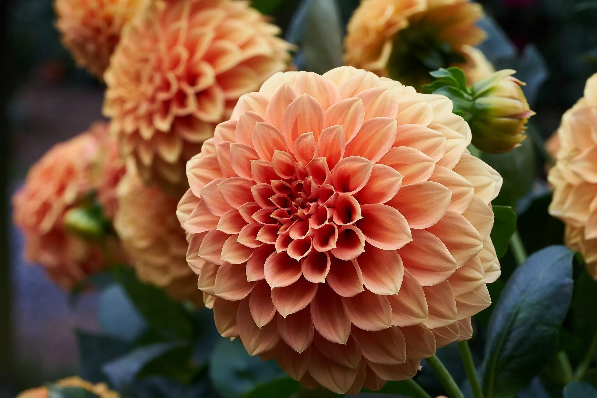 Картинки цветов георгины. Георгины Dahlia. Георгин Императорский Dahlia Imperialis. Пионовидные георгины.