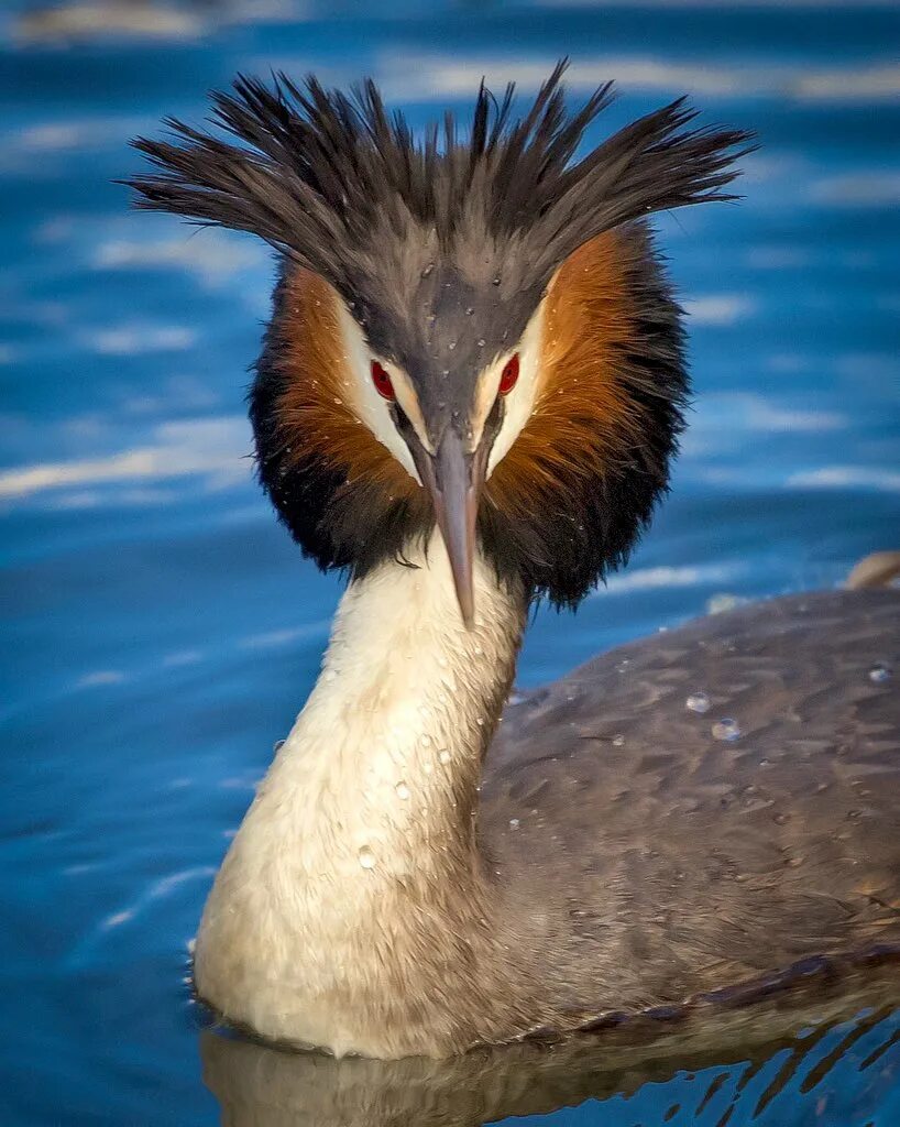 Самая крупная птица 5. Птица большая поганка 5 букв сканворд. Flying great Crested Grebe.