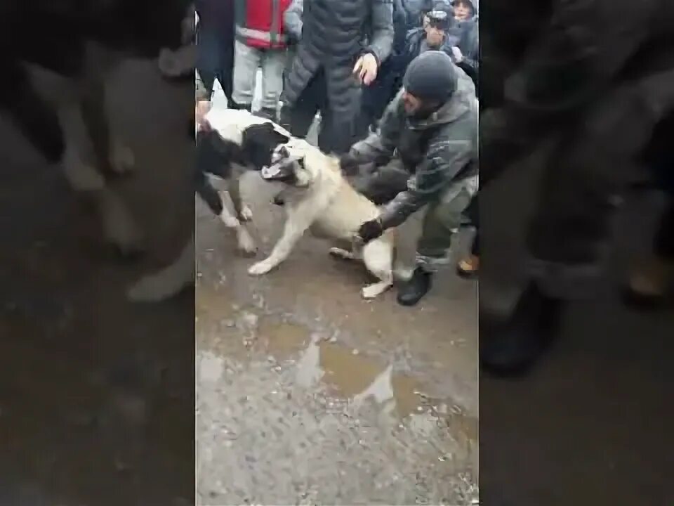 Саг чанг. Сагчанги алабай.