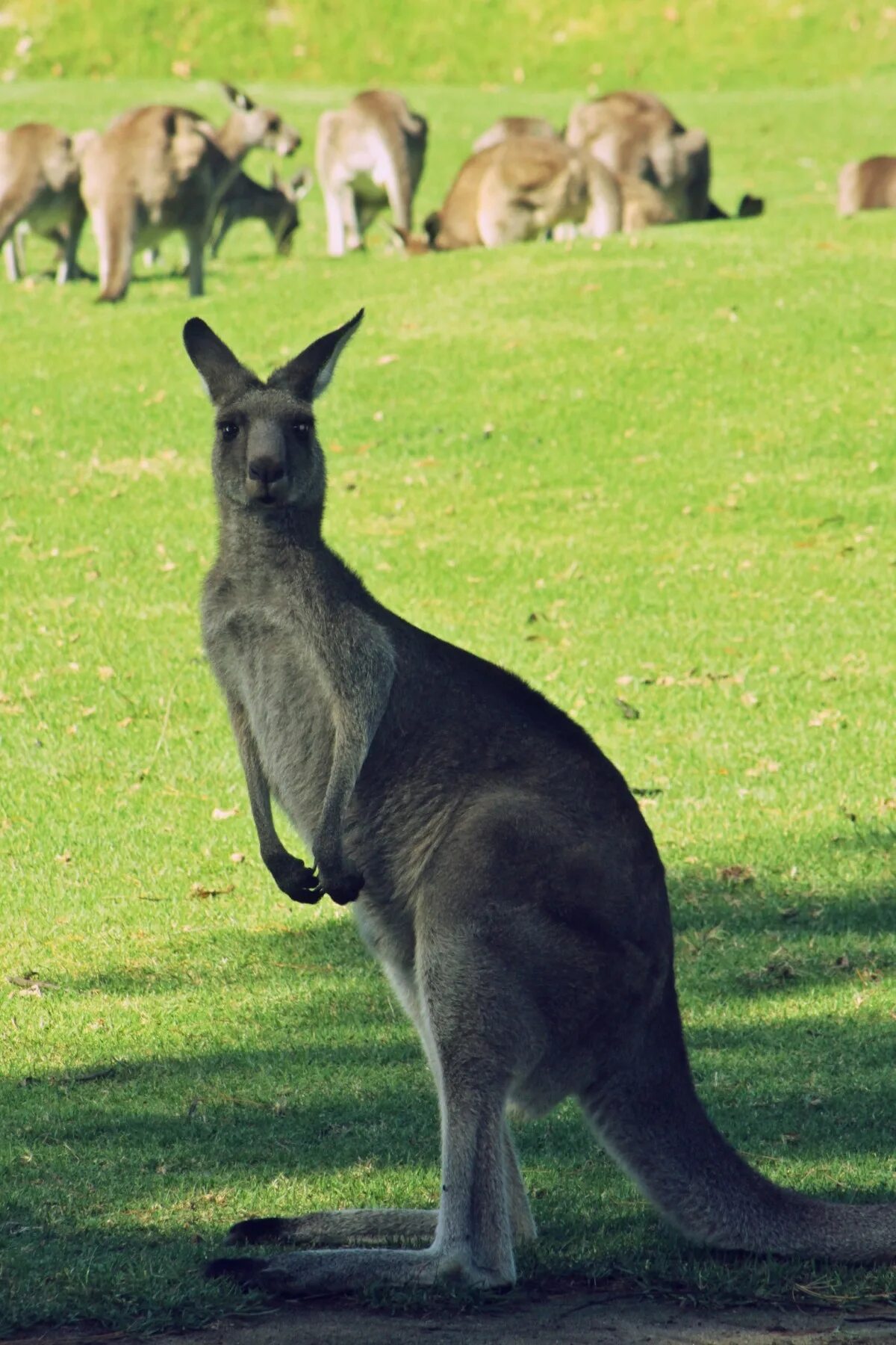 Кенгуру гранди. Сумчатые млекопитающие кенгуру. Валлаби Парри. Кенгуру в Австралии. Валлаби кенгуру белый.