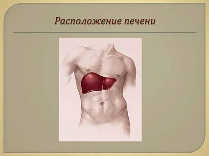 Кисть печень и сердце на теле человека