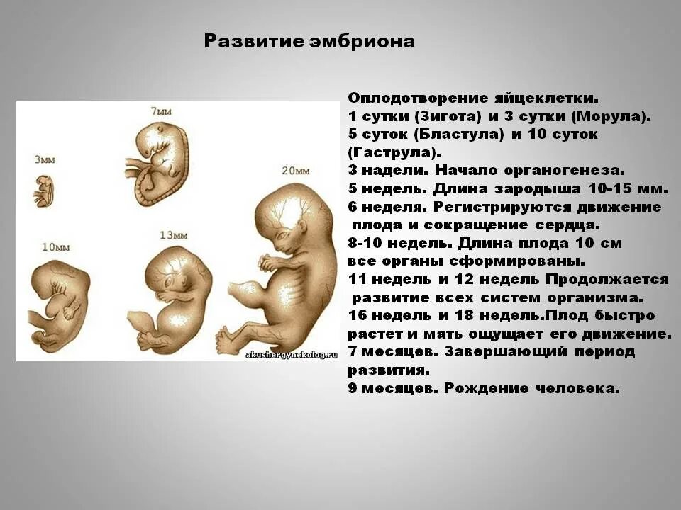 Формирование органов человека. Этапы развития эмбриона и плода. Этапы развития эмбрион зародыш. Стадии развития плода человека. Стадии развития эмбриона человека.