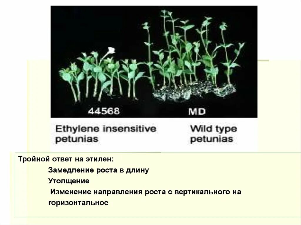 Фитогормоны растений. Тройной ответ на Этилен. Этилен гормон растений. Влияние этилена на растения. Этилен созревание