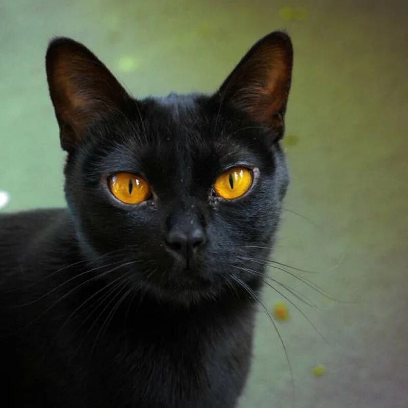 породы кошек с желтыми глазами. породы кошек с желтыми глазами. бомбейская кошка длинношерстная. чёрный кот. бомбейская кошка.