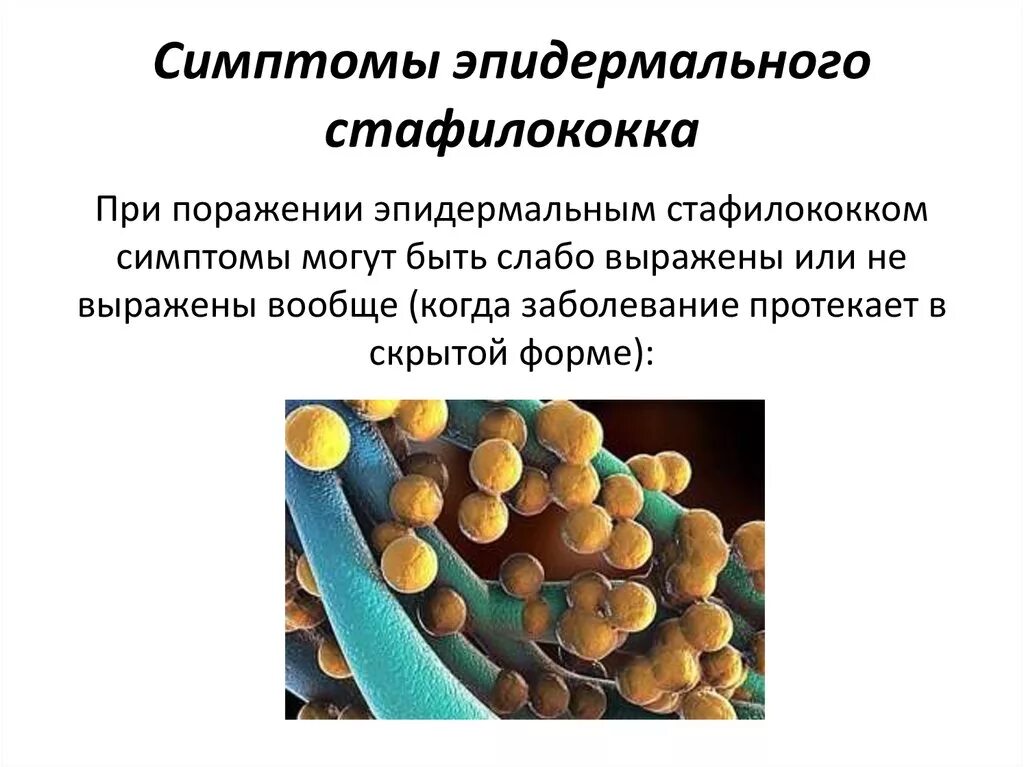 У ребенка стафилококк золотистый 10. S. aureus золотистый стафилококк. Стафилококковые заболевания. Стафилококк проявления.