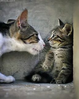 Why are kittens such animals they love