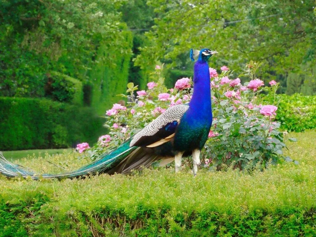 National bird. Птица Павлин. Пурпурно. Черноплечий Павлин. Королевский Павлин. Красивый Павлин.