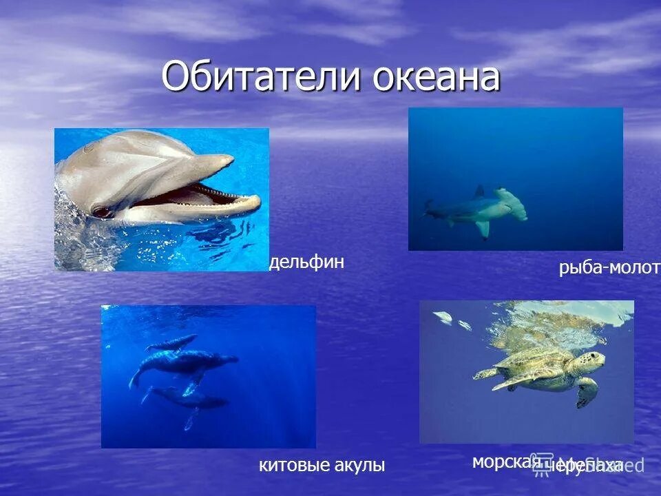 Океаны 3 класс окружающий