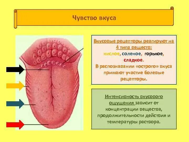 Ощущение возникают при рецепторов. Вкусовые ощущения. Рецепторы вкусовых ощущений. Чувство вкуса. Вкусовые чувства.