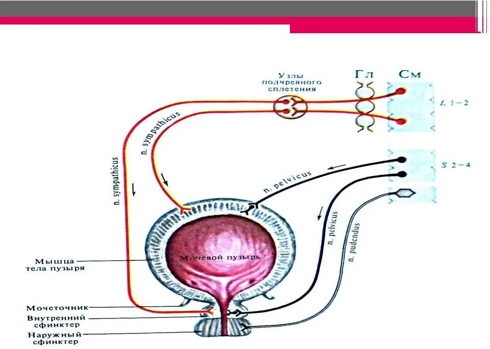 Схема рефлекторной дуги акта мочеиспускания. Рефлекторная дуга мочеиспускания схема. Схема вегетативной иннервации мочевого пузыря. Симпатическая иннервация мочевого пузыря анатомия. Нервы мочеиспускание