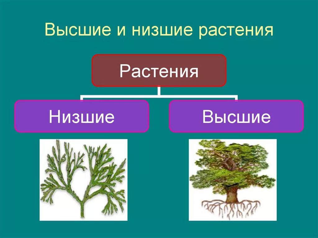 Царство растений низшие и высшие. Высшие и низшие растения. Растения низшие и высшие схема. Низшие растения.