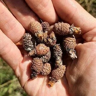 Целую шишку