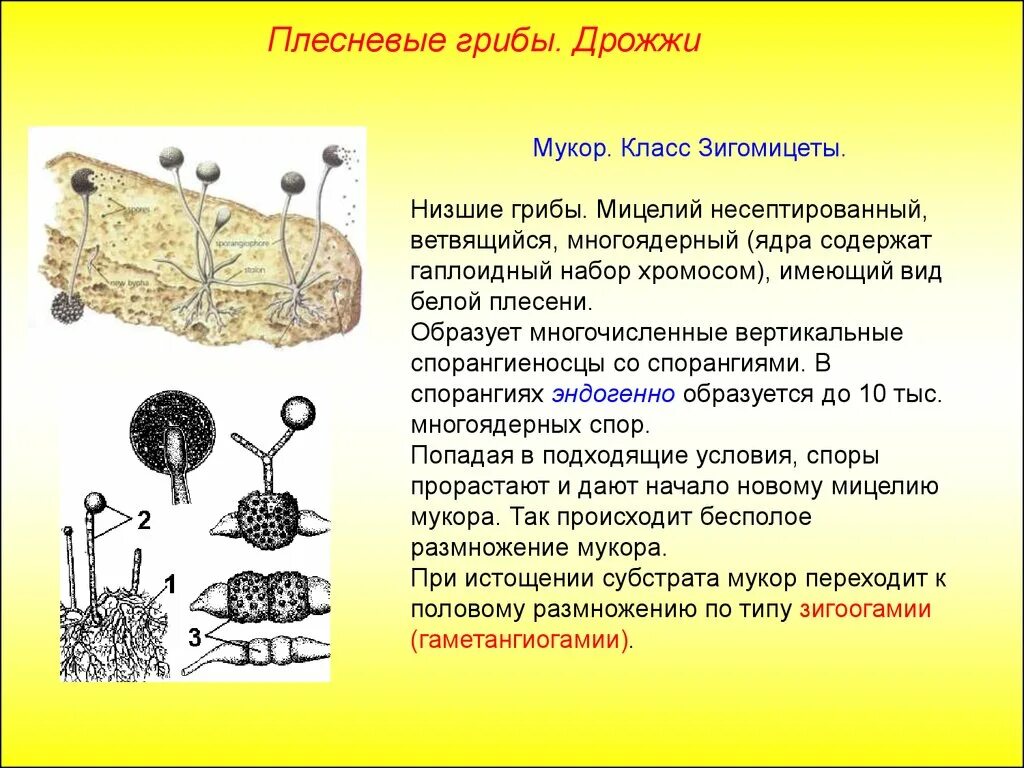 Гриб мукор биология. Мицелиальные плесневые грибы. Строение гриба мукора. Плесневые грибы образуют плодовые тела. Мукор грибы культуральные признаки.