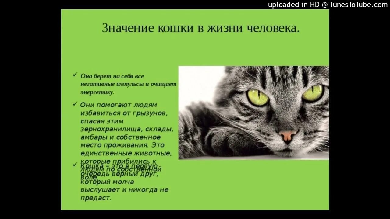 Значение кошек в жизни человека. Роль кошек. Польза кошки на жизнь человека. Проект кошки в жизни человека. Играет роль кошки