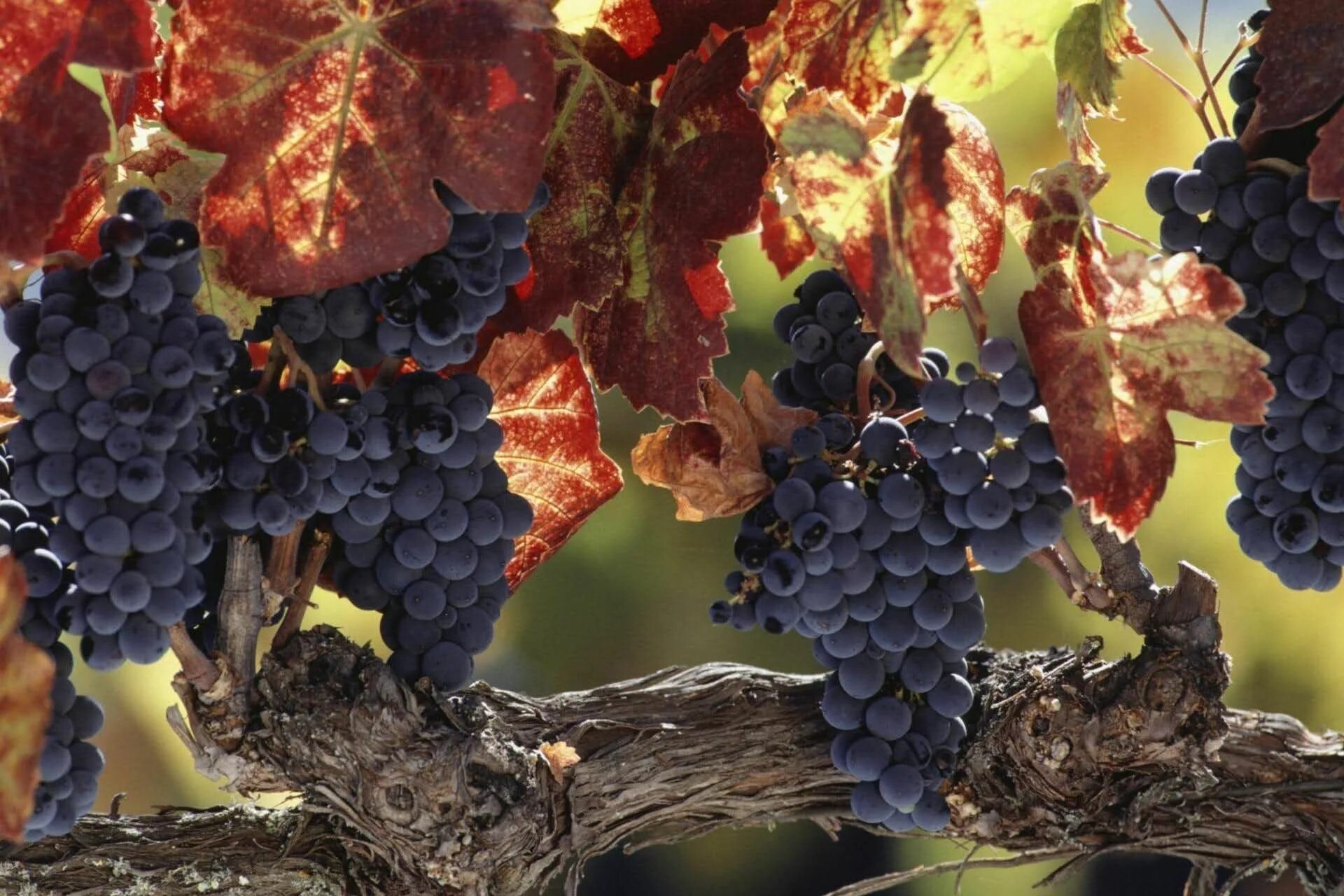 Картинки осень виноград. Золотые гроздья винограда. Осенний виноград. Осенние виноградники. Виноград осенью.