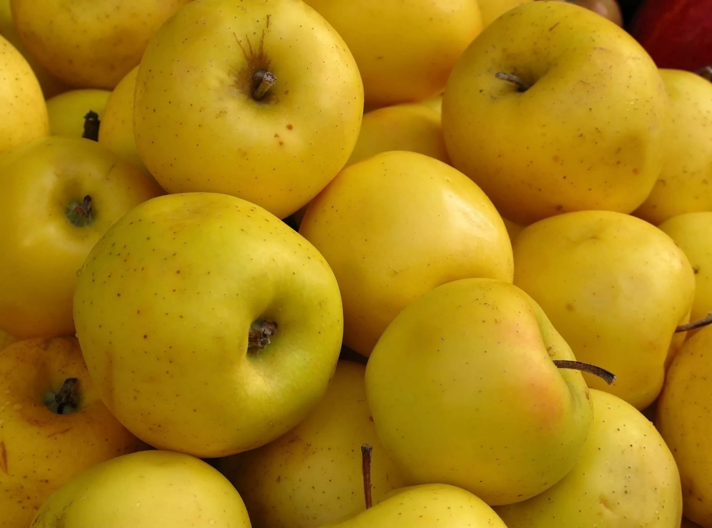 Сорт яблок Лимонка. Сорт яблони Лимонка. Яблоня сорта лимоновка. Яблоки желтые.