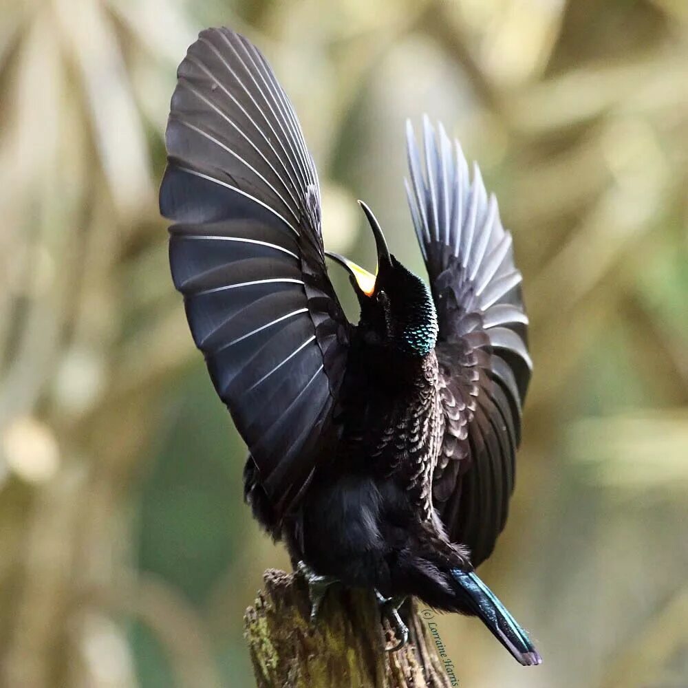 Брачный танец самца. Ptiloris victoriae. Щитоносная Райская птичка.